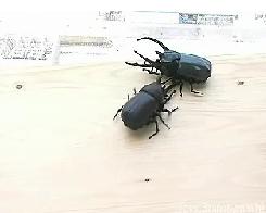 RC Beetle Battle